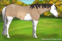 Horse Color:Amber Champagne Roan Splash