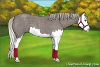 Horse Color:Silver Blue Roan Sabino Splash