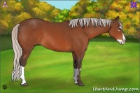 Horse Color:Silver Bay Splash Frame 
