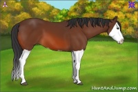 Horse Color:Bay Splash 