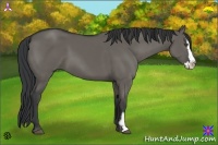 Horse Color:Grullo Sabino Splash Frame
