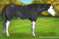 Horse Color:Black Sabino Splash 