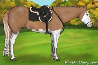 Horse Color:Chestnut Splash 