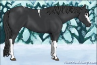 Horse Color:White Spotted Black Tobiano 