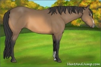 Horse Color:Buckskin Sabino