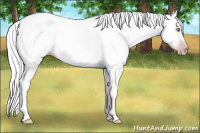 Horse Color:Gray Amber Cream Champagne Roan Dun