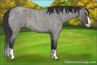 Horse Color:Grullo Roan Splash 