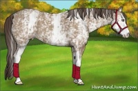 Horse Color:White Spotted Classic Champagne 