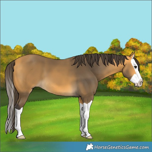 Horse Color:Unknown 