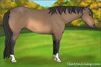 Horse Color:Buckskin 