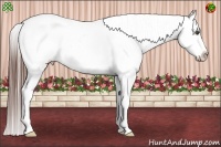 Horse Color:White Spotted Bay Appaloosa