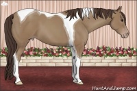 Horse Color:Classic Champagne Tobiano