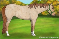 Horse Color:Red Dun Roan 