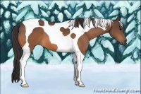 Horse Color:Buckskin Tobiano
