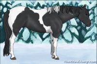 Horse Color:Black Tobiano 