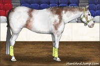Horse Color:White Spotted Bay Splash 