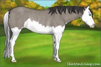 Horse Color:Smoky Grullo Roan Splash Rabicano