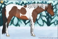 Horse Color:Bay Roan Tobiano Rabicano