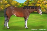 Horse Color:Bay Sabino 
