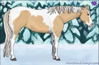 Horse Color:Silver Bay Dun Splash Tobiano 