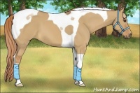 Horse Color:Red Dun Tobiano