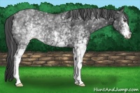Horse Color:White Spotted Black 