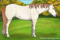 Horse Color:Amber Cream Champagne Pearl Dun Sabino Splash Rabicano 