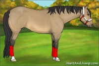 Horse Color:Buckskin Dun 
