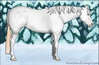 Horse Color:Amber Cream Champagne Tobiano Appaloosa 