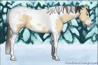Horse Color:Amber Champagne Dun Splash Tobiano Frame