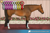 Horse Color:Gray Buckskin 