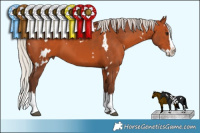 Horse Color:White Spotted Silver Bay Splash