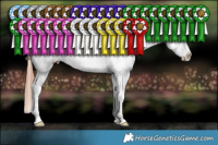 Horse Color:Black Splash Tobiano Appaloosa 