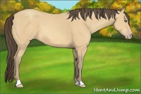 Horse Color:Amber Cream Champagne 