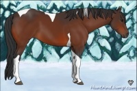 Horse Color:Bay Tobiano 