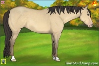 Horse Color:Amber Cream Champagne Dun 