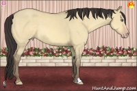 Horse Color:Amber Cream Champagne Dun 