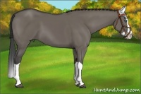 Horse Color:Smoky Grullo Splash