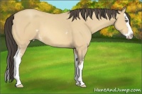 Horse Color:White Spotted Amber Cream Champagne Roan Splash 