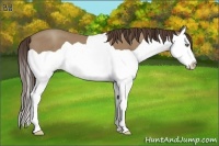 Horse Color:Classic Champagne Splash