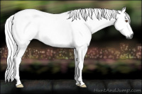 Horse Color:Gray Buckskin Roan Dun Tobiano 