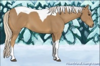 Horse Color:Palomino Tobiano 