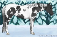 Horse Color:White Spotted Black Tobiano 