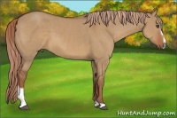 Horse Color:Red Dun Sabino