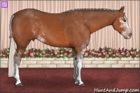 Horse Color:Silver Bay Sabino 