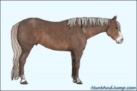 Horse Color:Silver Black Sabino Brindle
