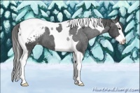 Horse Color:Black Splash Tobiano Appaloosa 