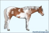 Horse Color:Silver Bay Sabino Splash Tobiano Frame 