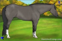 Horse Color:Grullo 