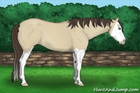 Horse Color:Classic Champagne Dun Splash 